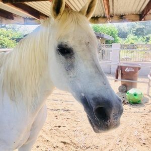 Meet your Posher, Soph